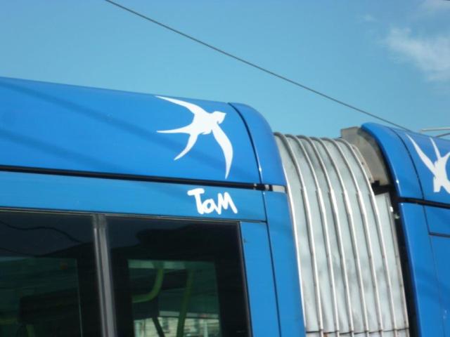 Une hirondelle ne fait pas le prinTaM ! Photo prise le samedi 4 février 2017. Copyright : Edouard Paris